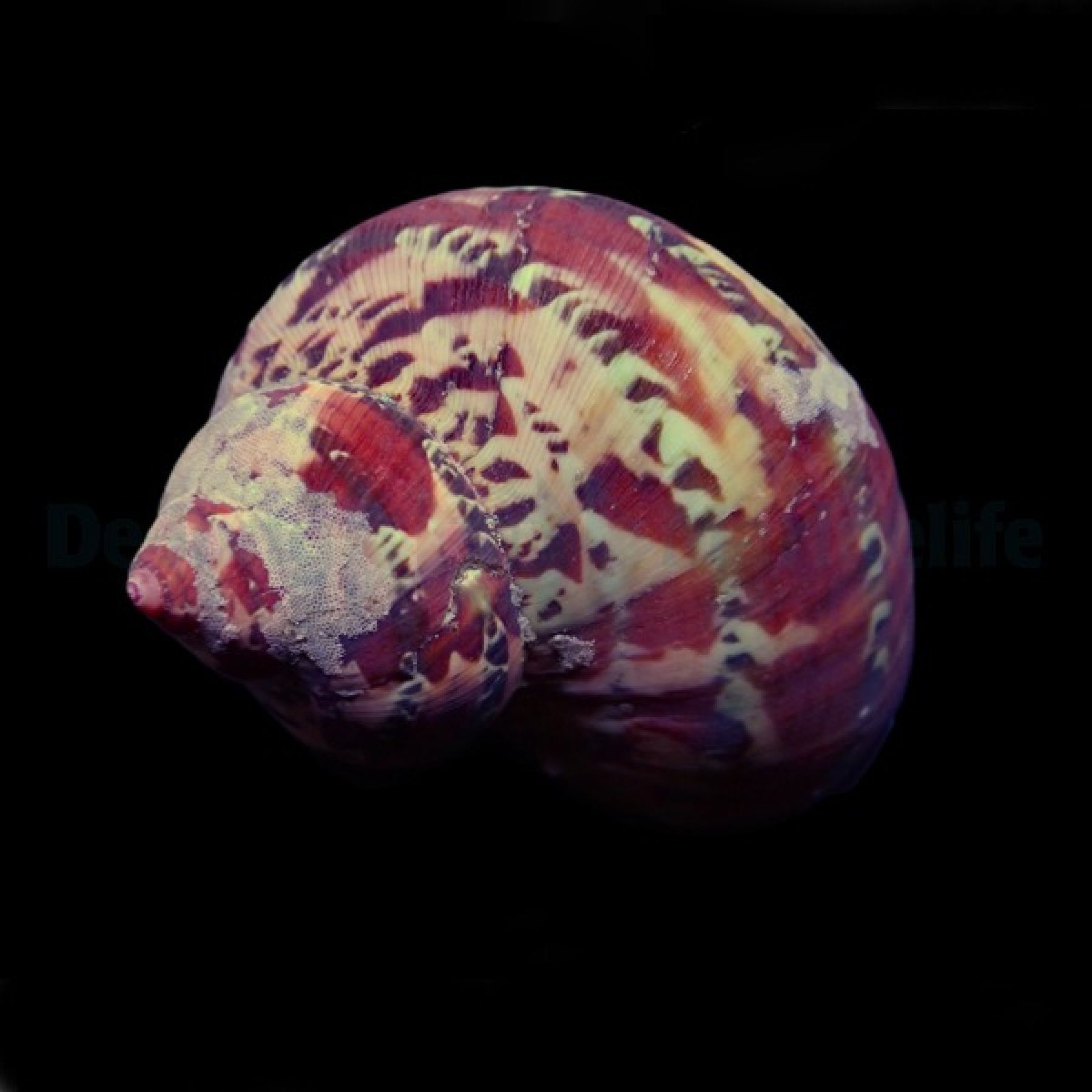 Turbo petholatus Gobelin Turban, Katzenaugenschnecke